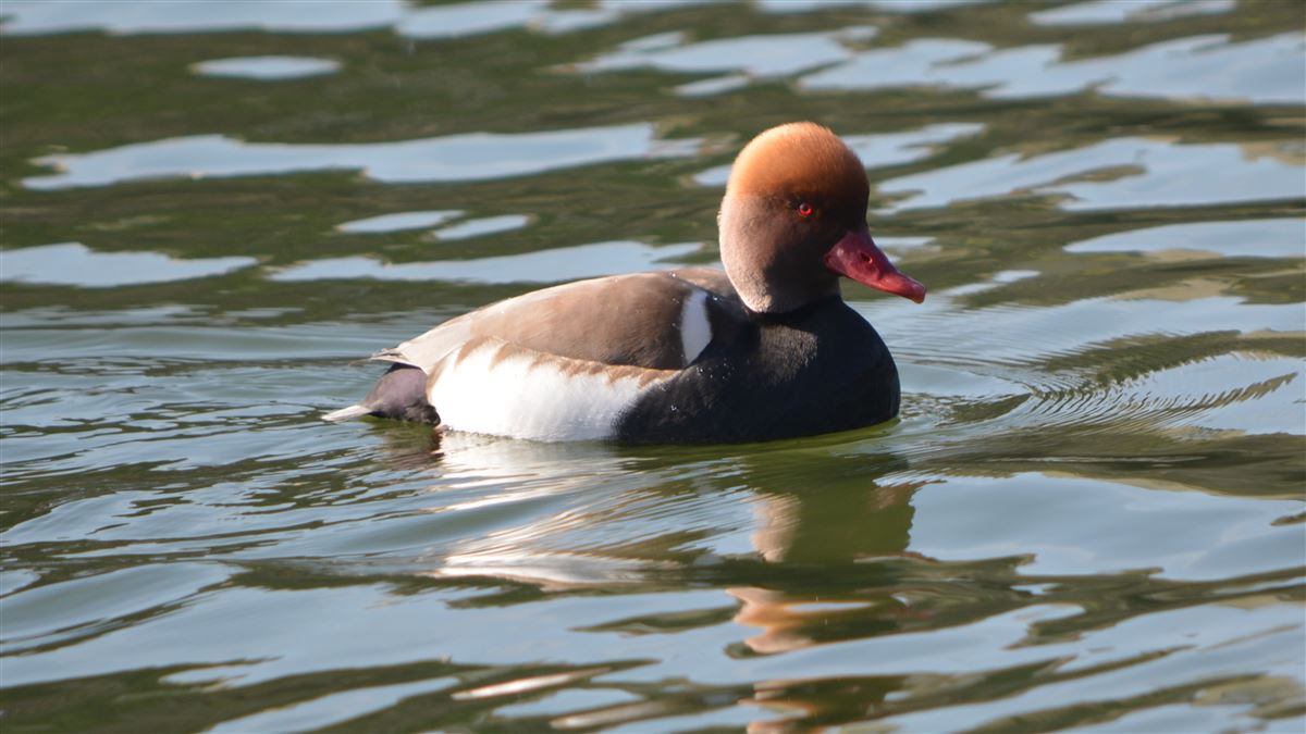 Red-crested Pochard