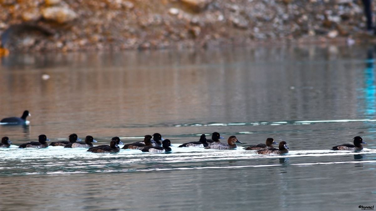 Tufted Duck