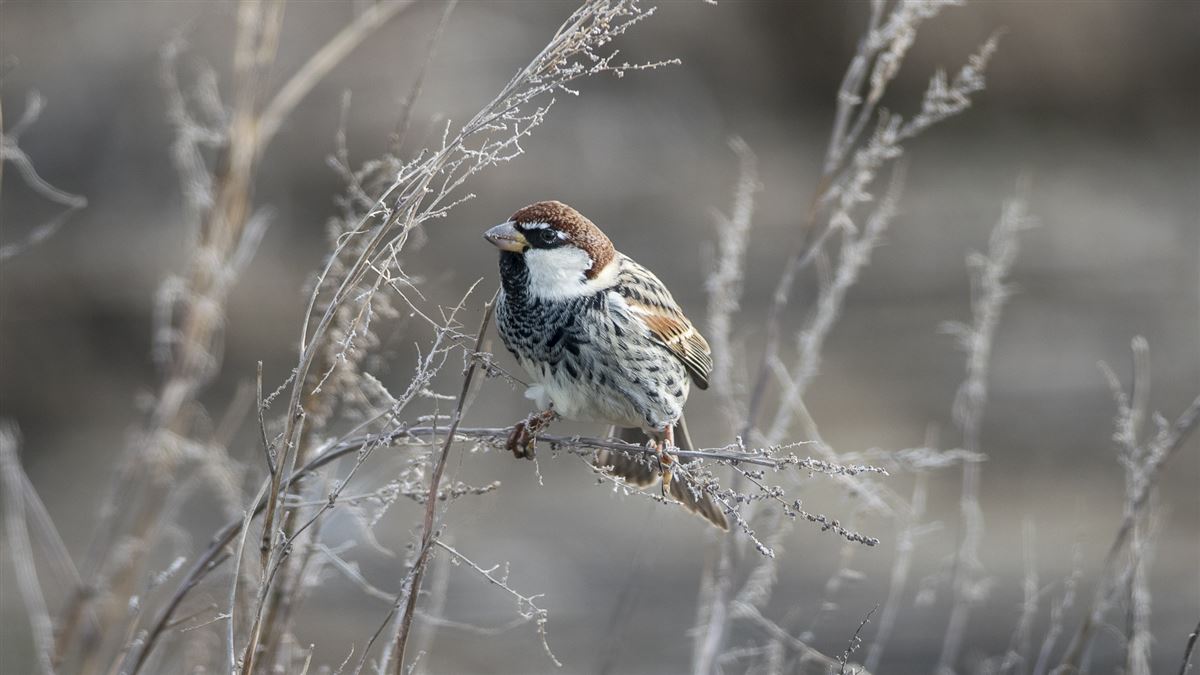 Spanish Sparrow