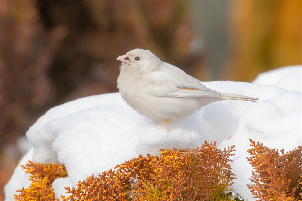 Eurasian Tree Sparrow