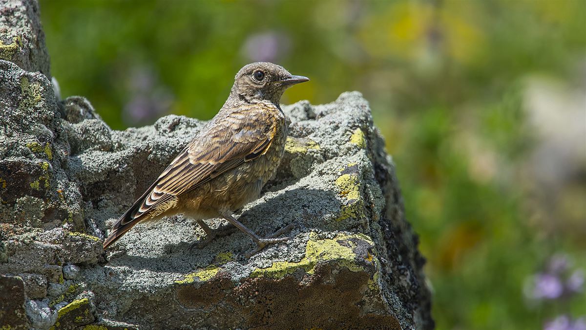 Common Rock Thrush