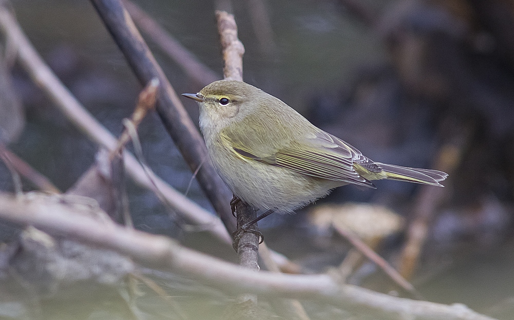 Common Chiffchaff