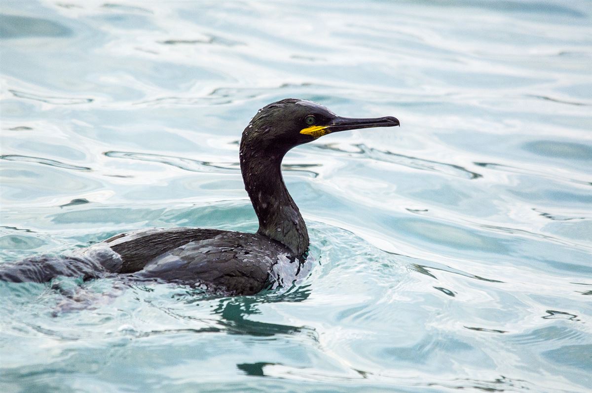 European Shag