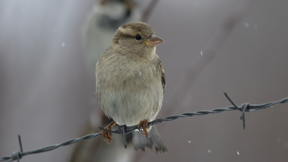 House Sparrow