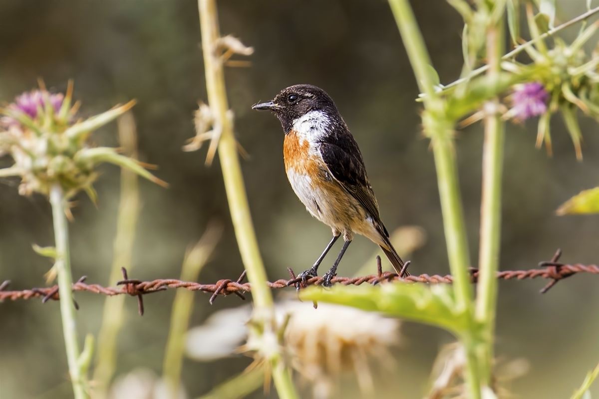 European Stonechat