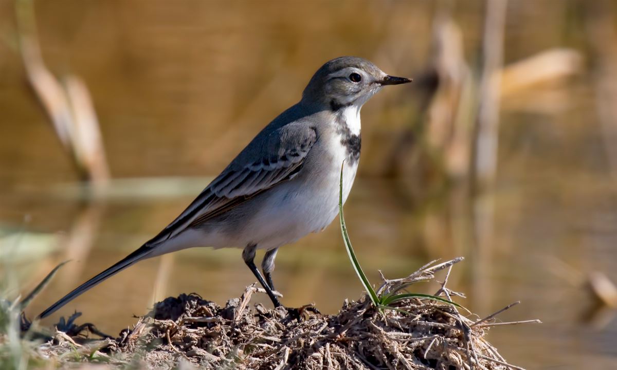 White Wagtail