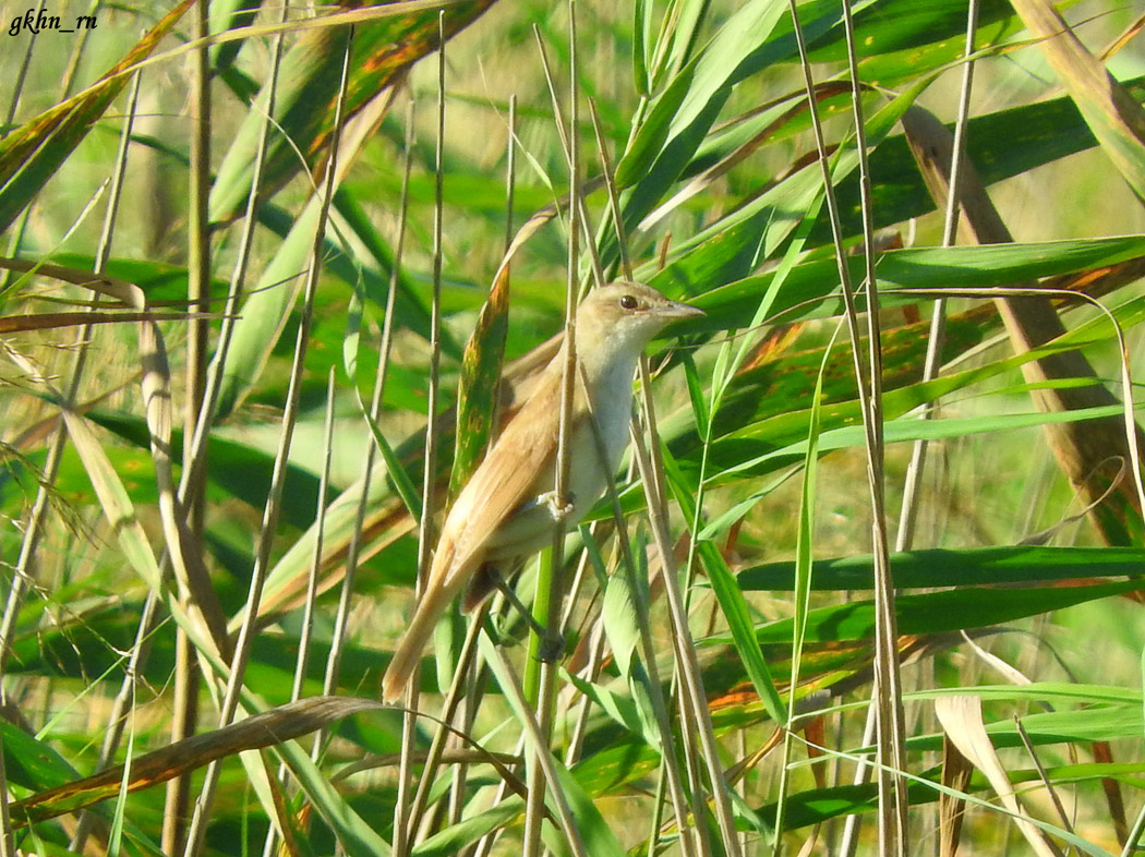 Great Reed Warbler