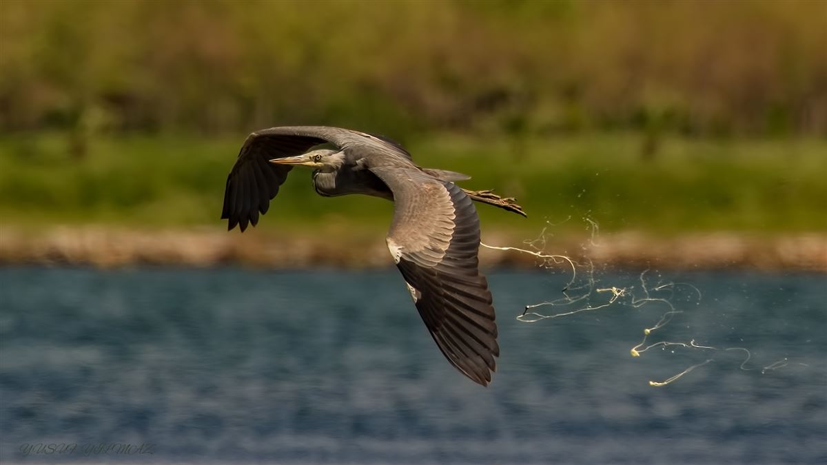 Grey Heron