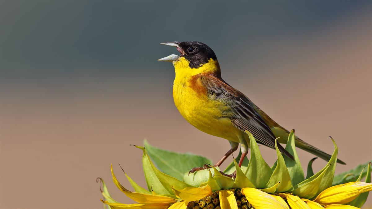 Black-headed Bunting