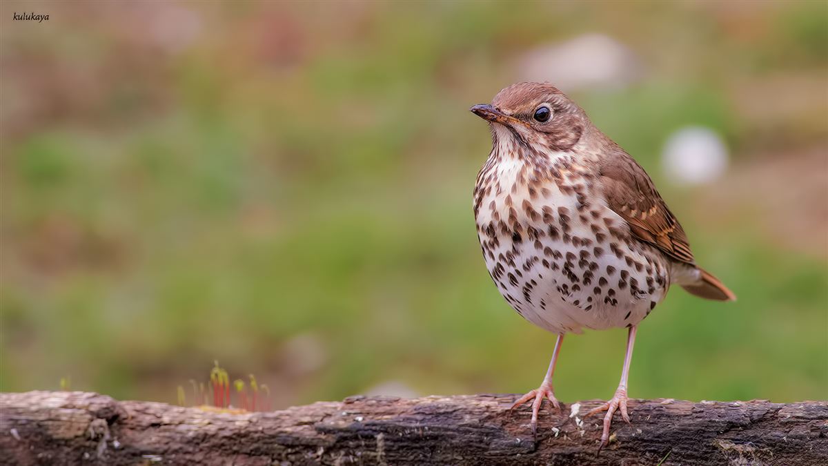 Song Thrush