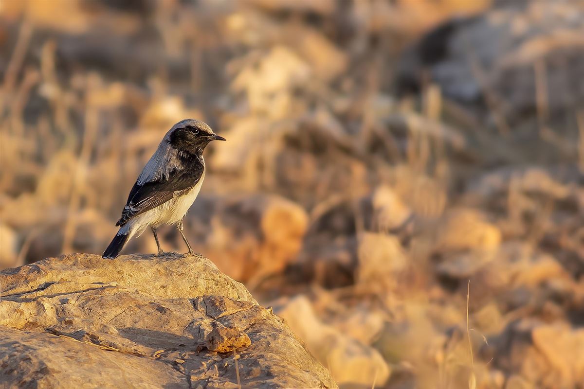 Finsch`s Wheatear