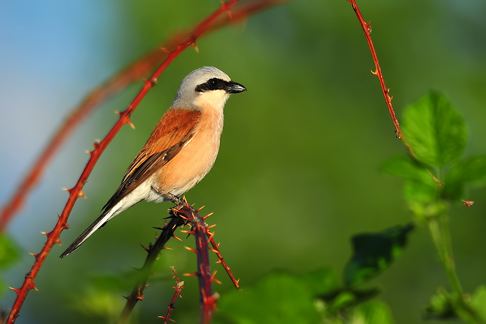 Red-backed Shrike