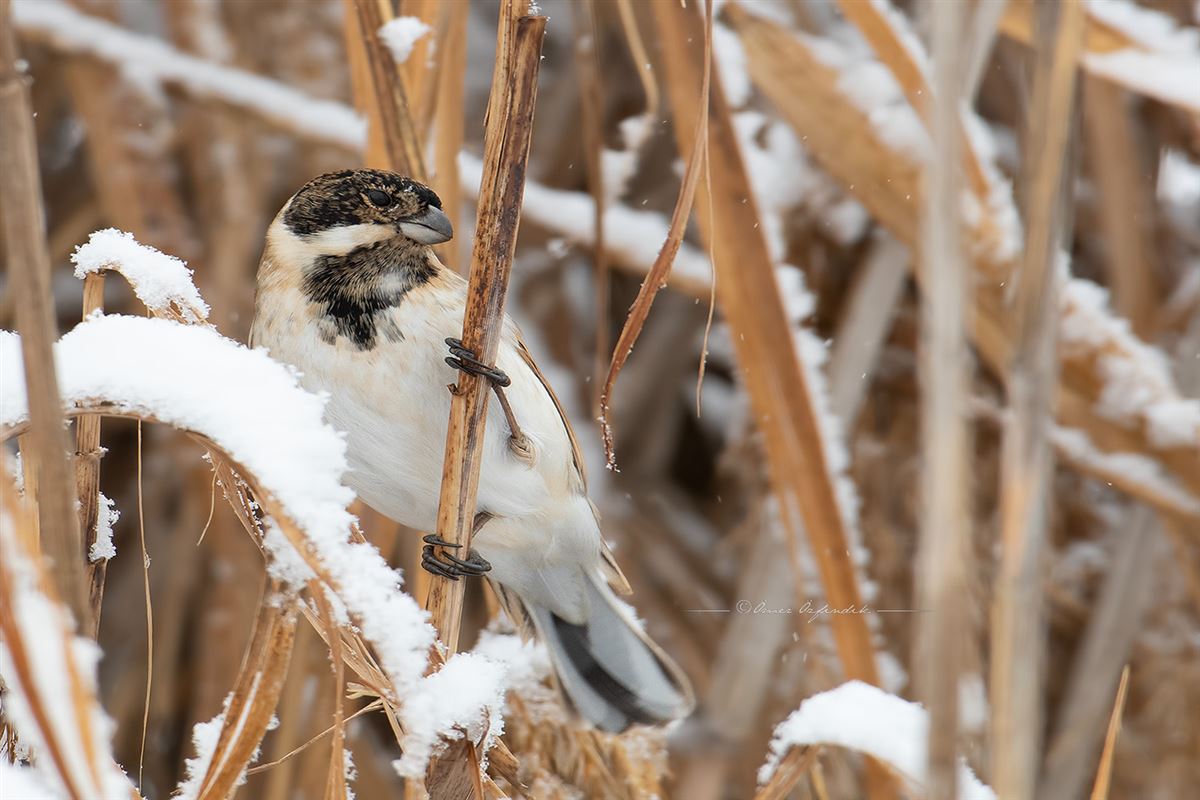 Common Reed Bunting