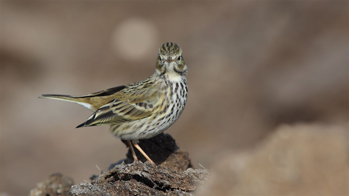 Meadow Pipit