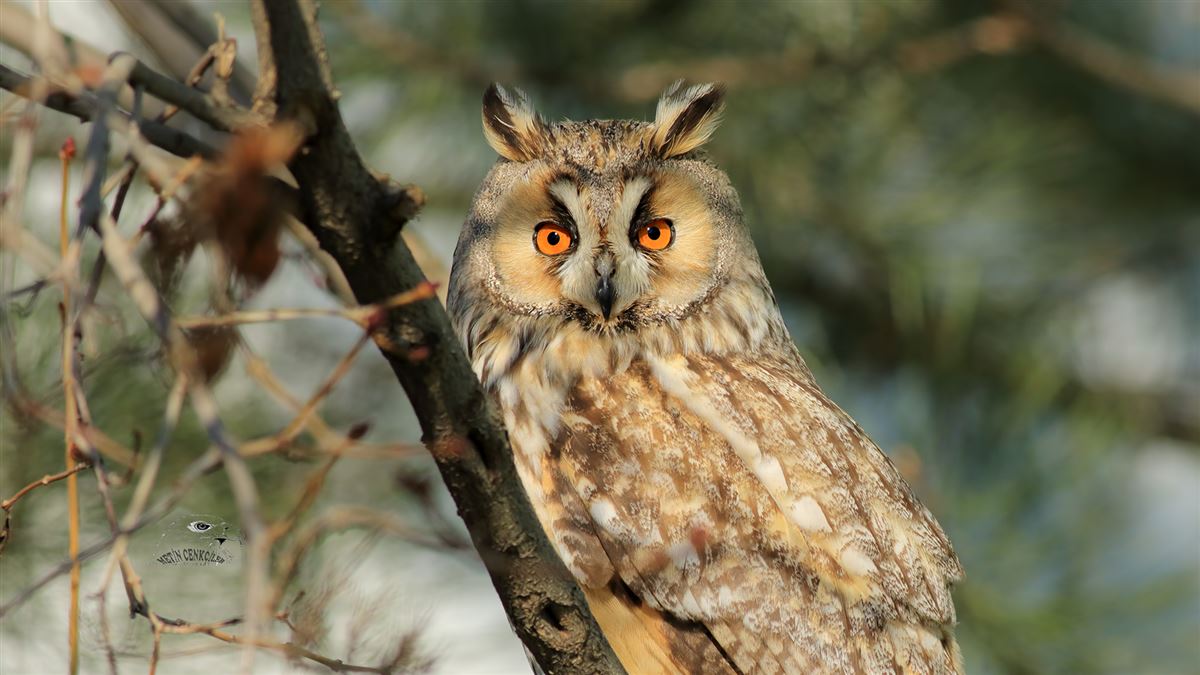 Long-eared Owl
