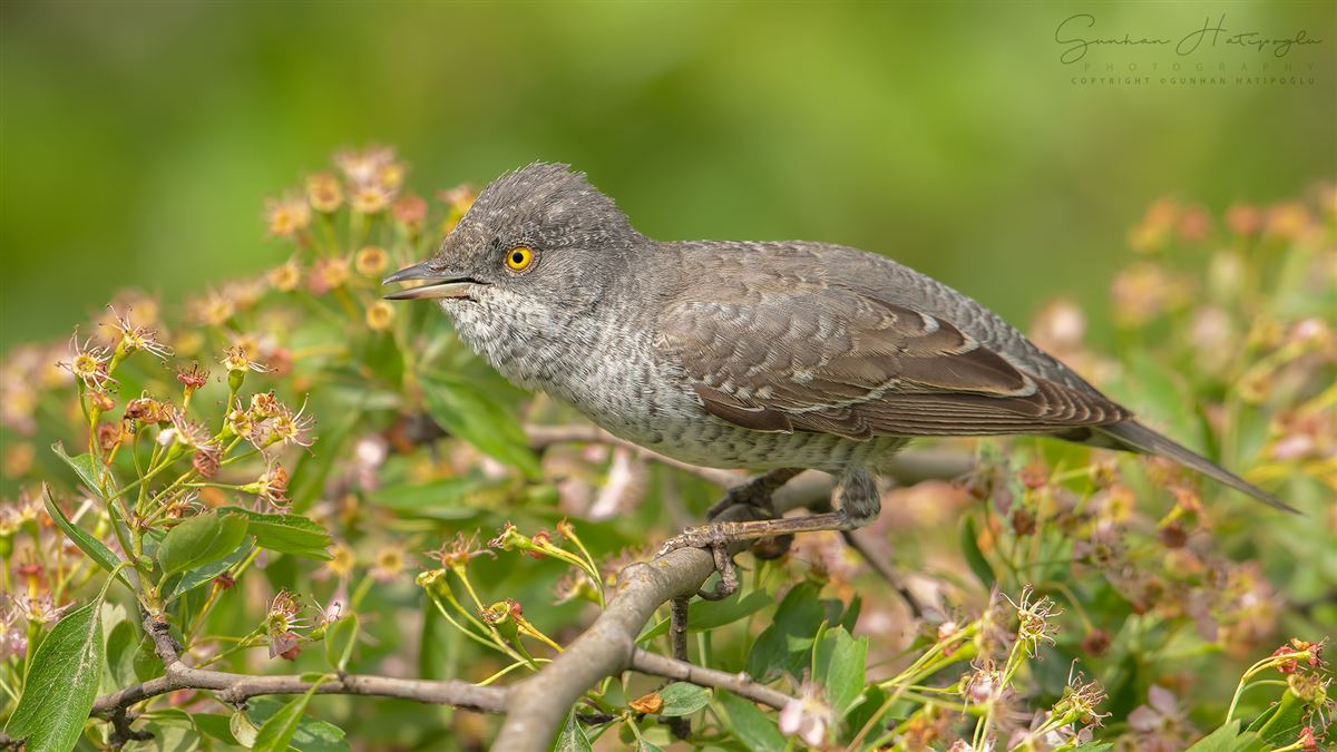 Barred Warbler