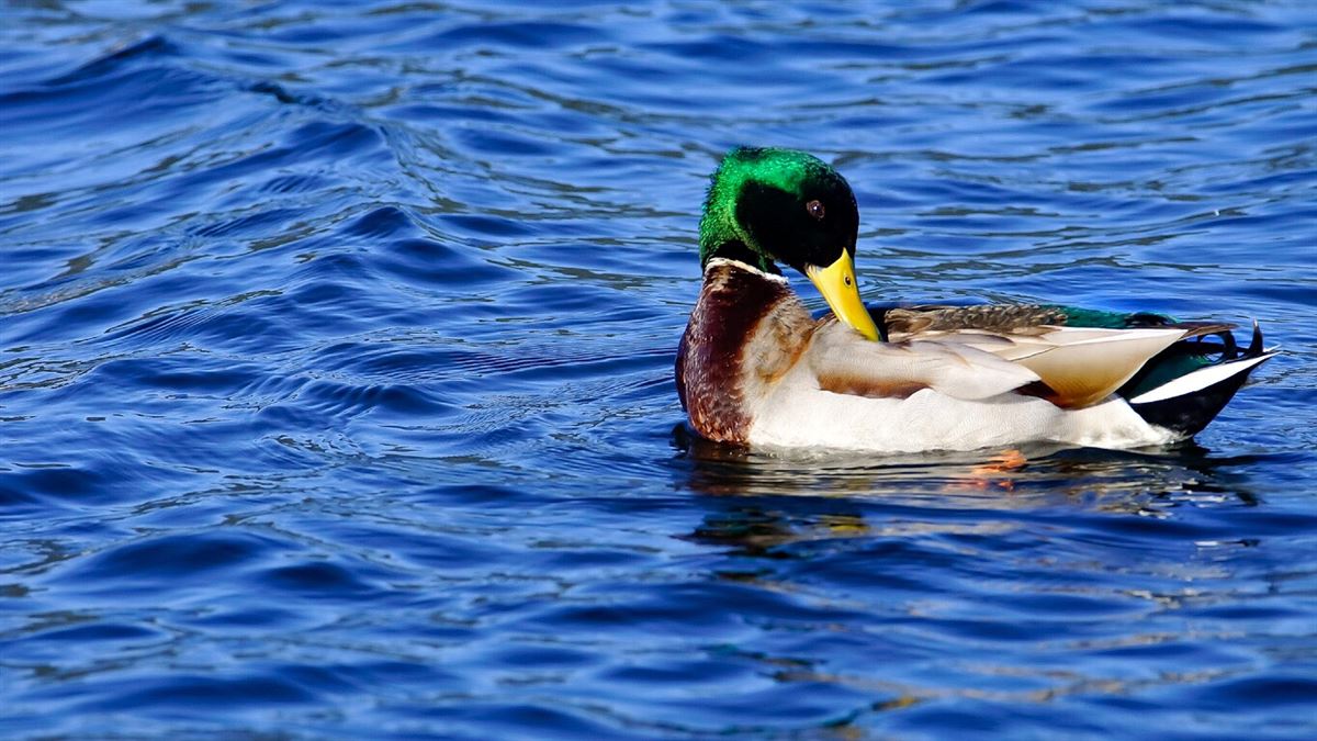 Mallard