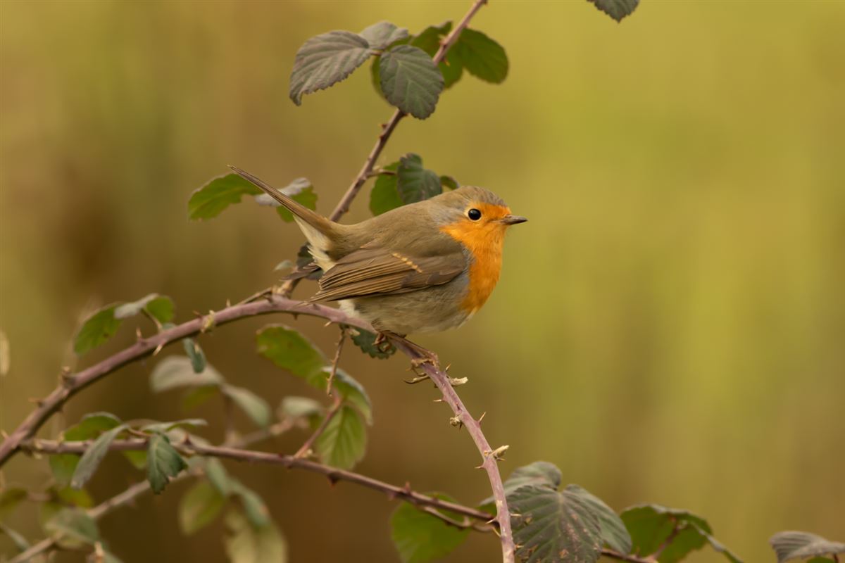 European Robin