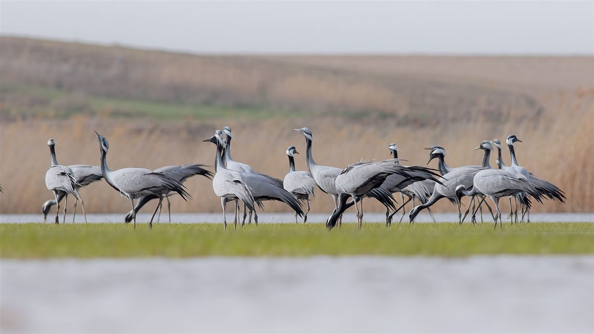 Demoiselle Crane