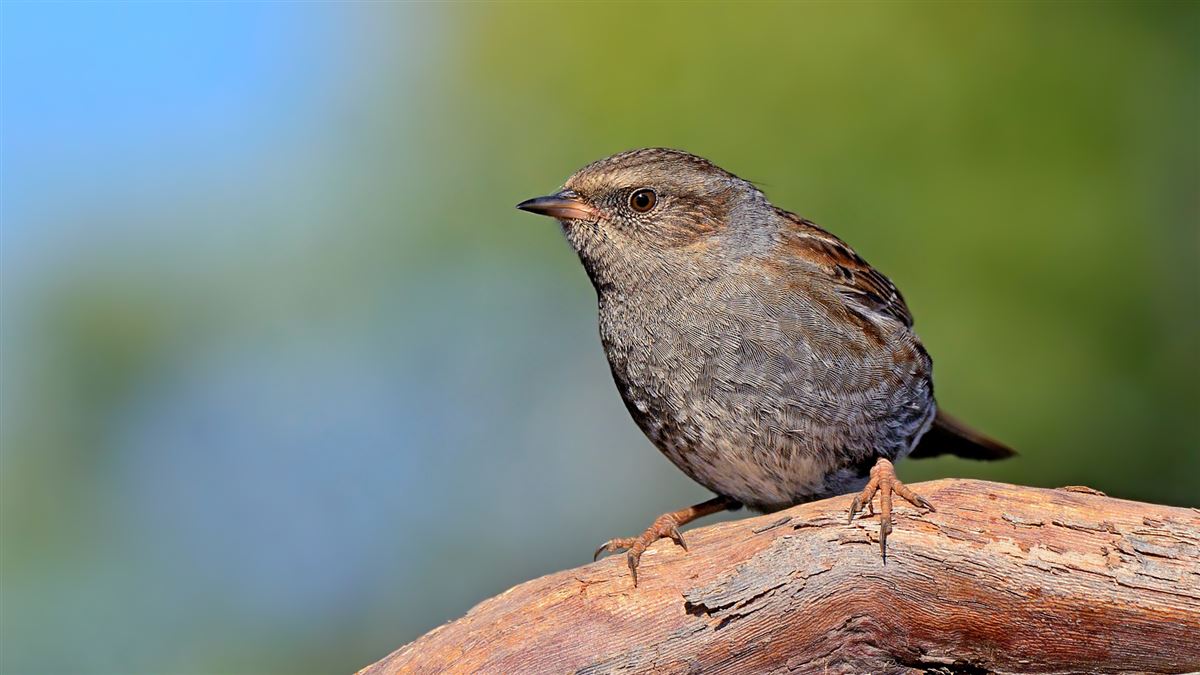 Dunnock