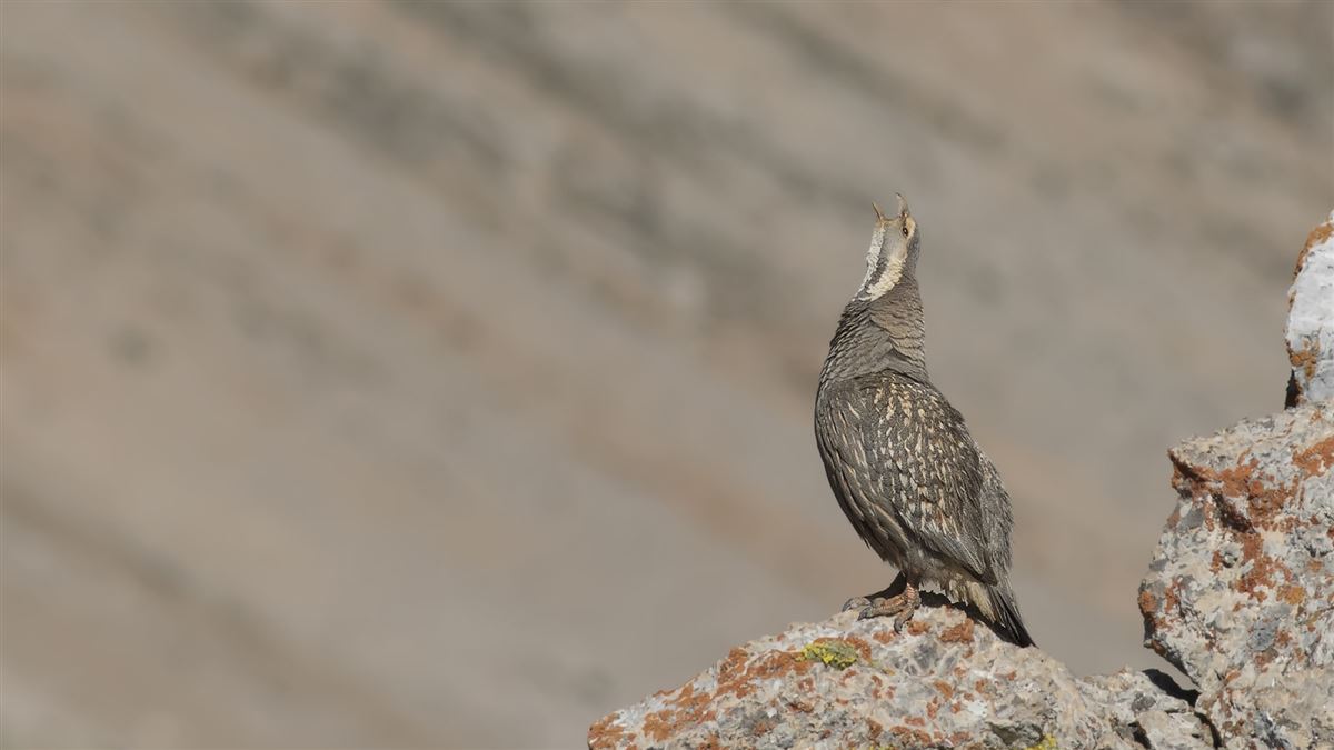 Caspian Snowcock