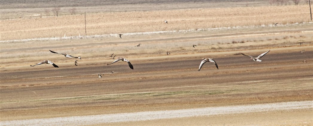Greylag Goose