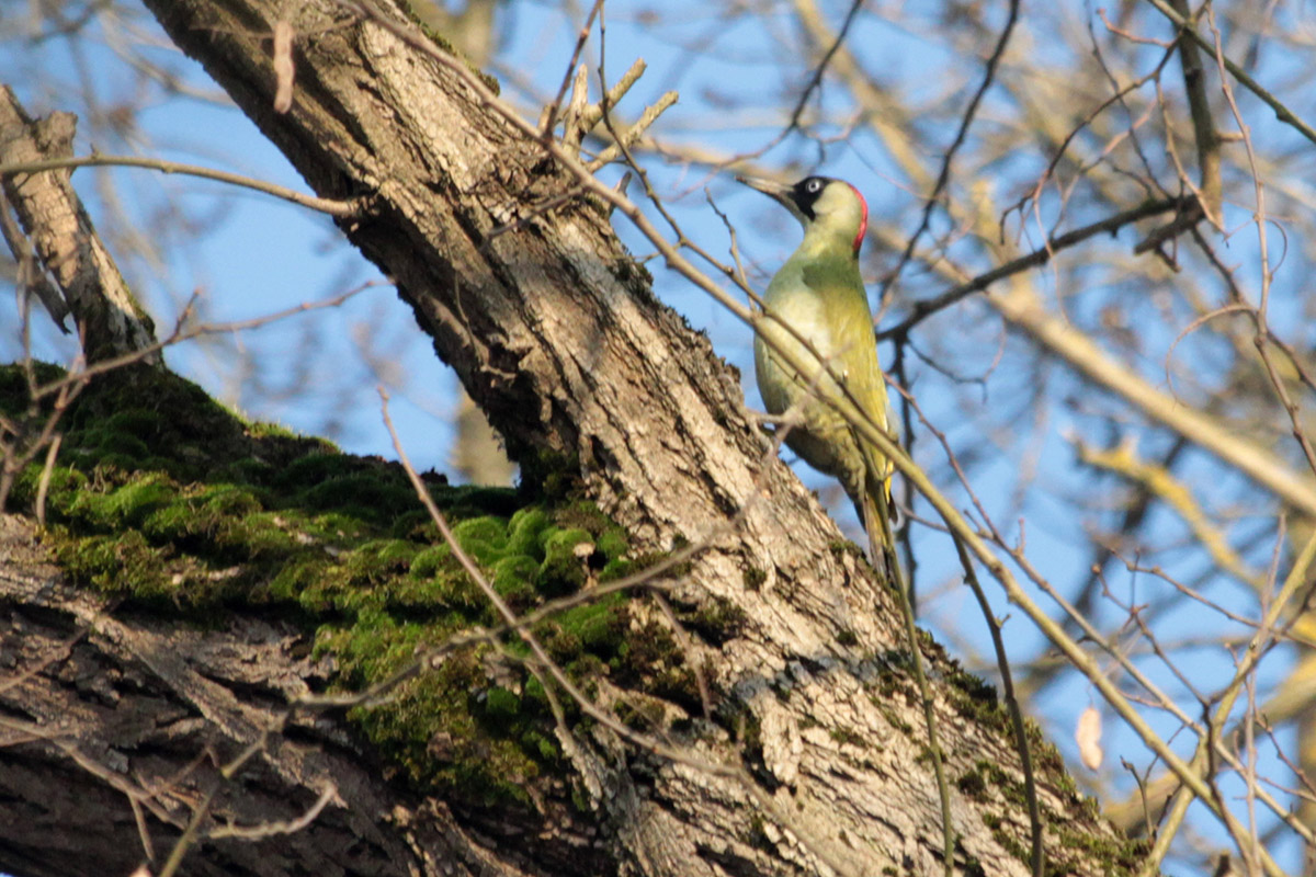 European Green Woodpecker