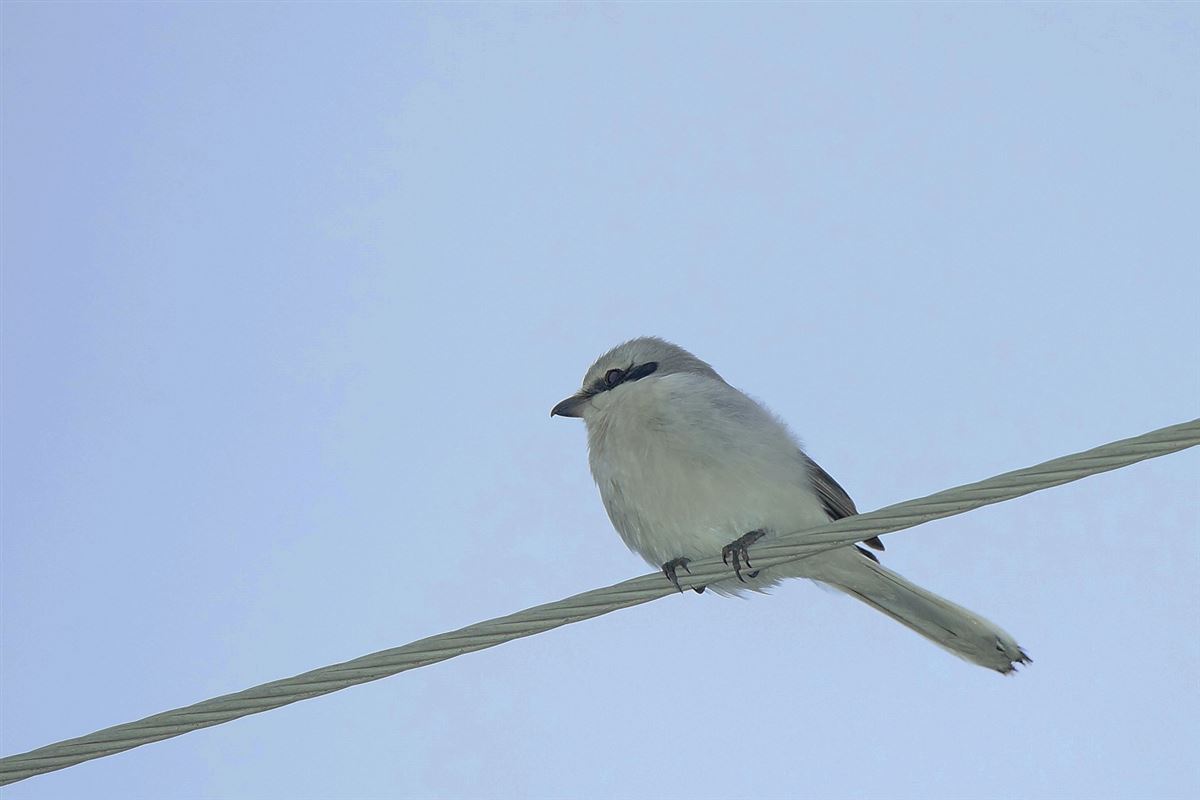 Great Grey Shrike