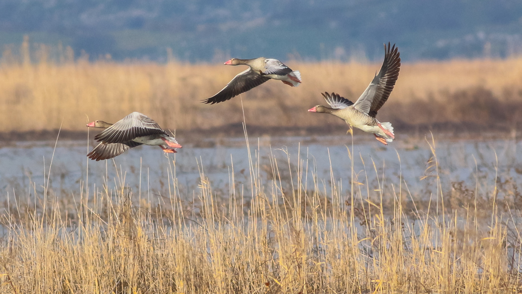 Greylag Goose