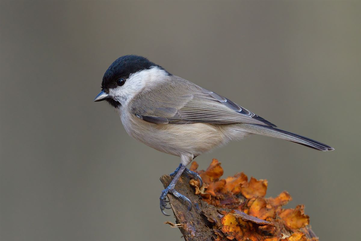 Marsh Tit