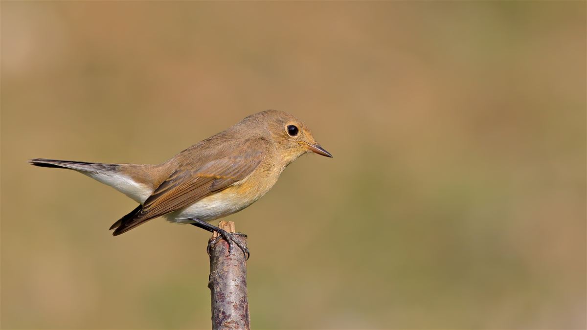 Red-breasted Flycatcher