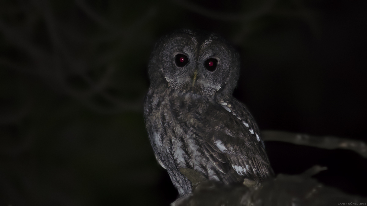 Tawny Owl