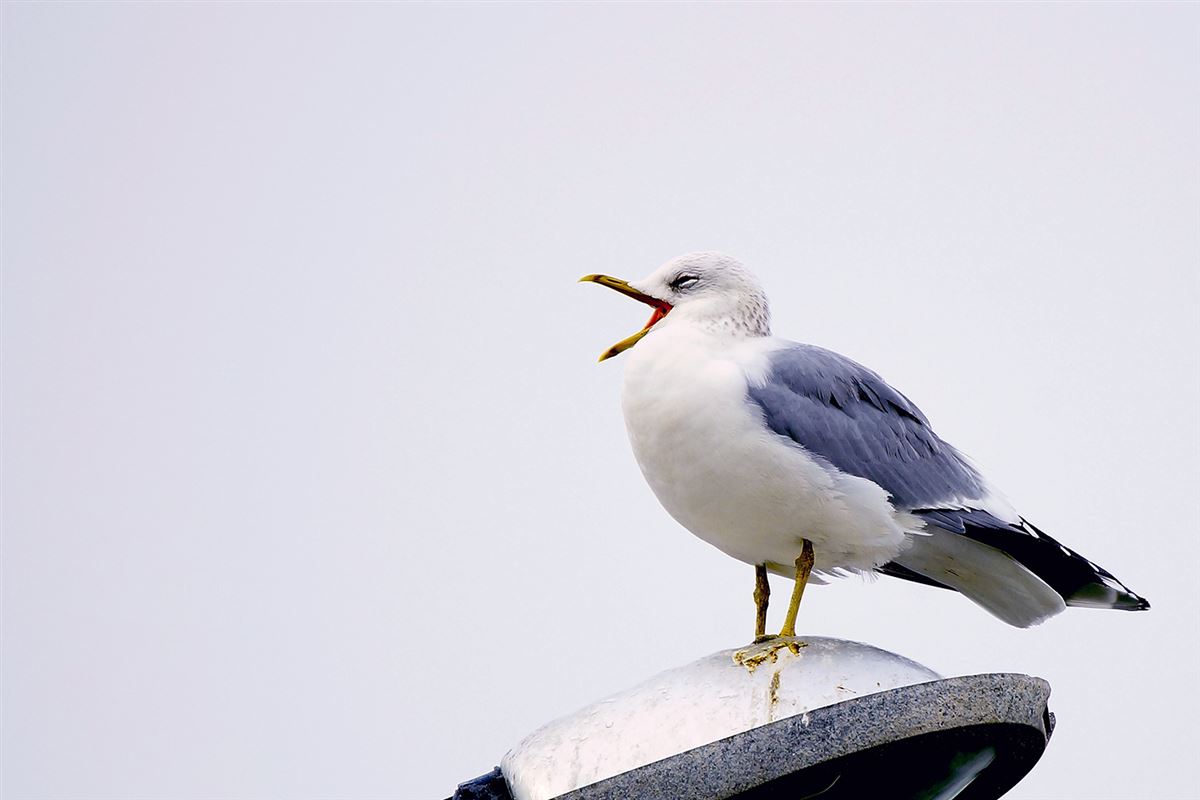 Mew Gull