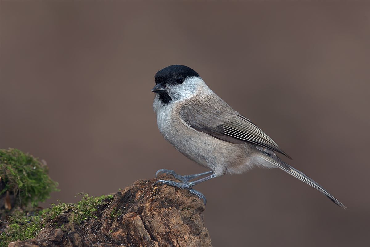 Marsh Tit