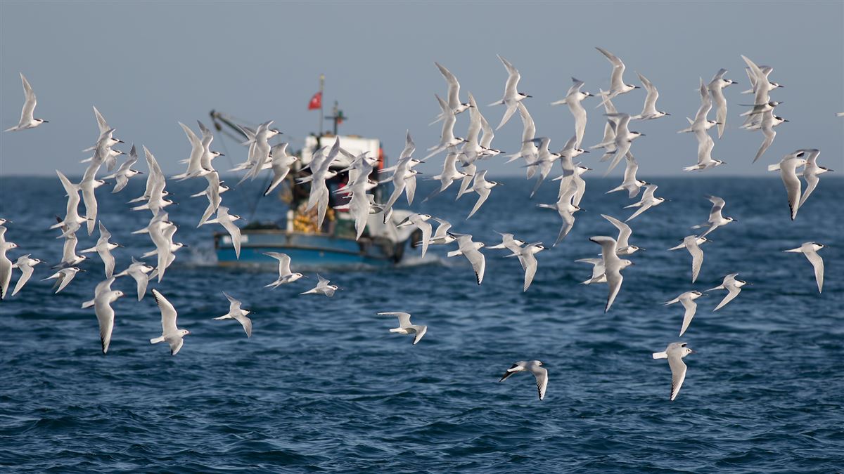 Karagagalı Sumru