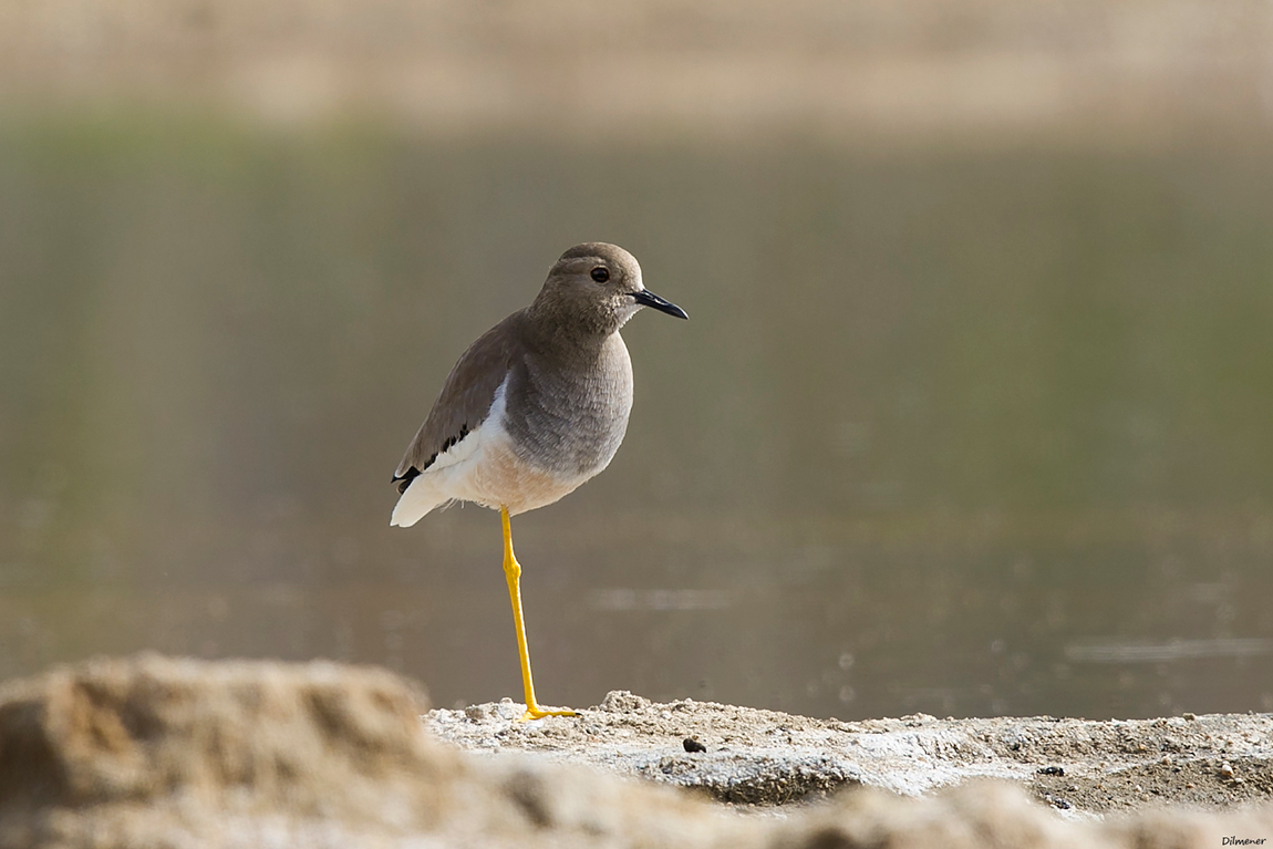 White-tailed Lapwing
