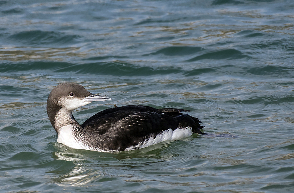 Black-throated Loon