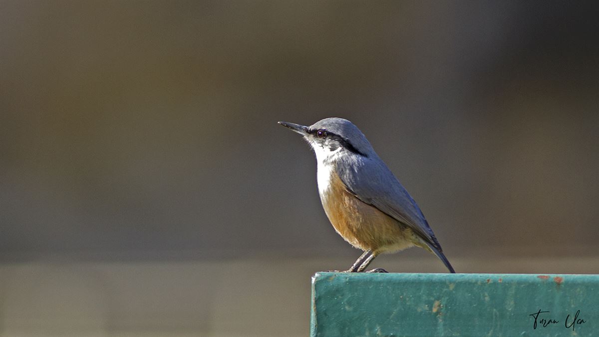 Western Rock Nuthatch