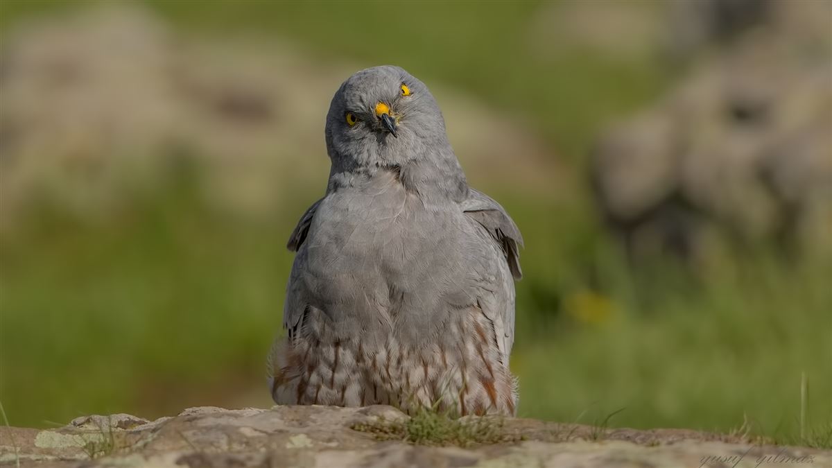 Montagu`s Harrier