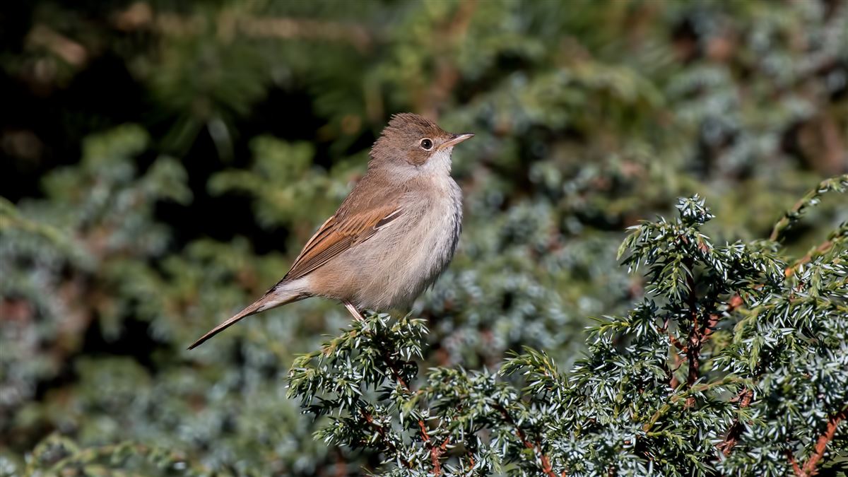 Common Whitethroat