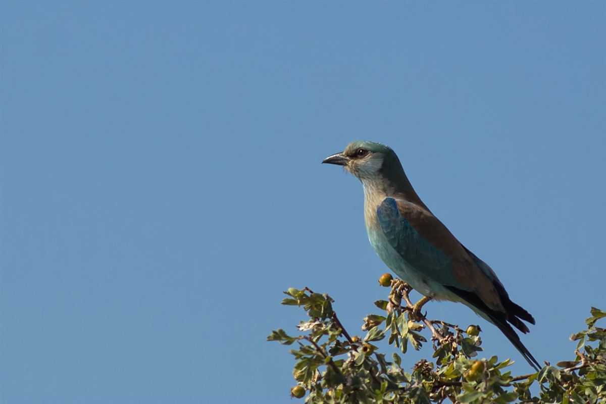 European Roller