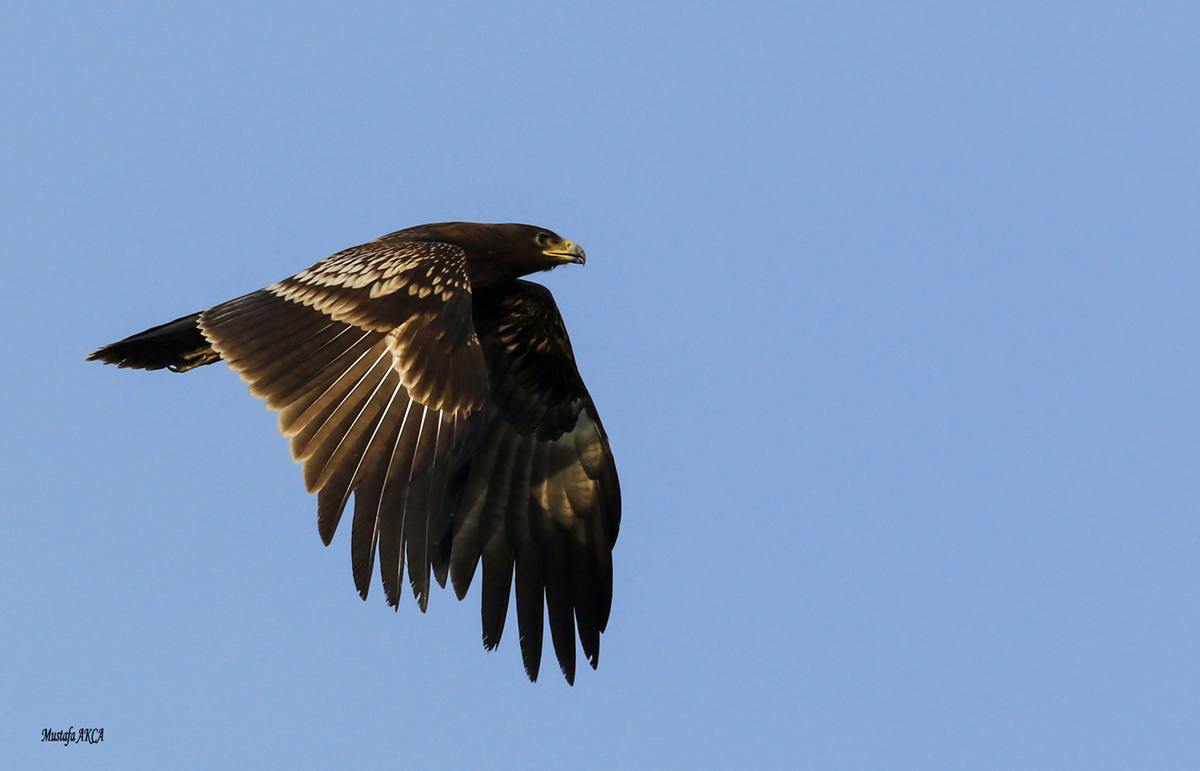 Greater Spotted Eagle