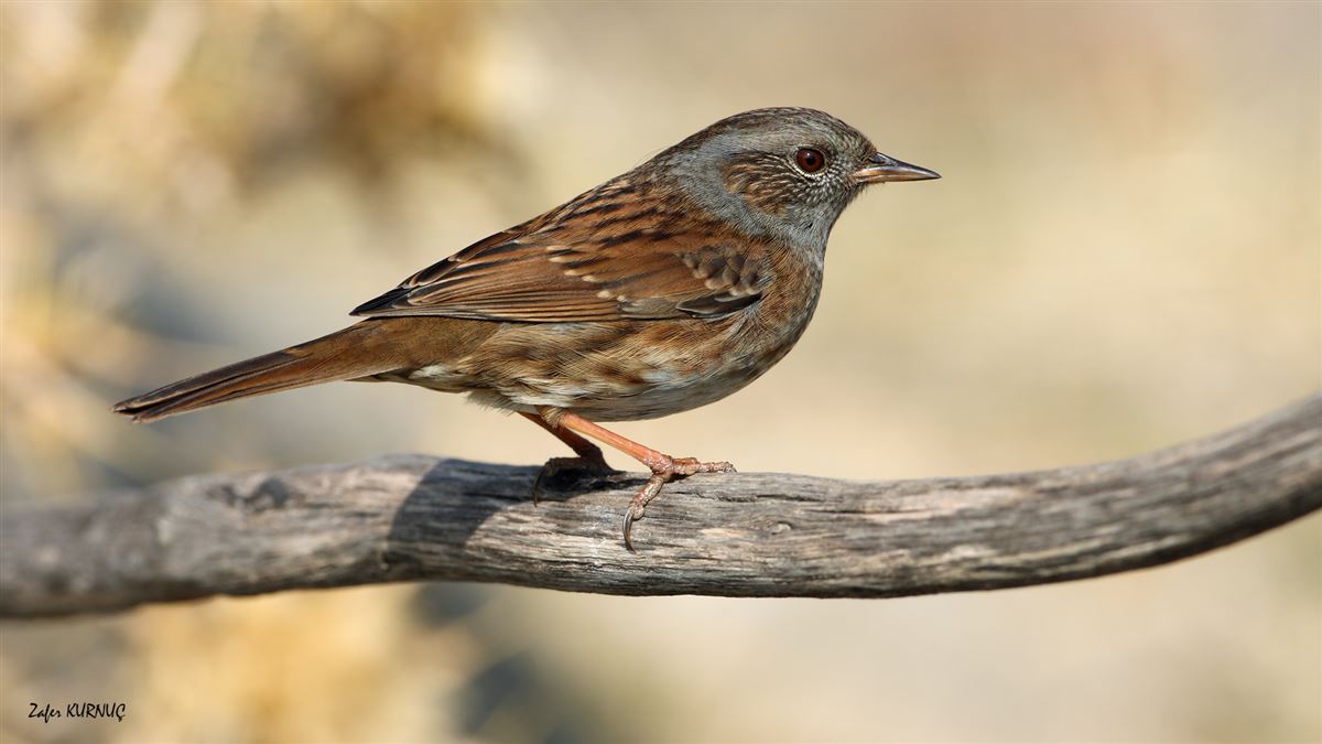 Dunnock