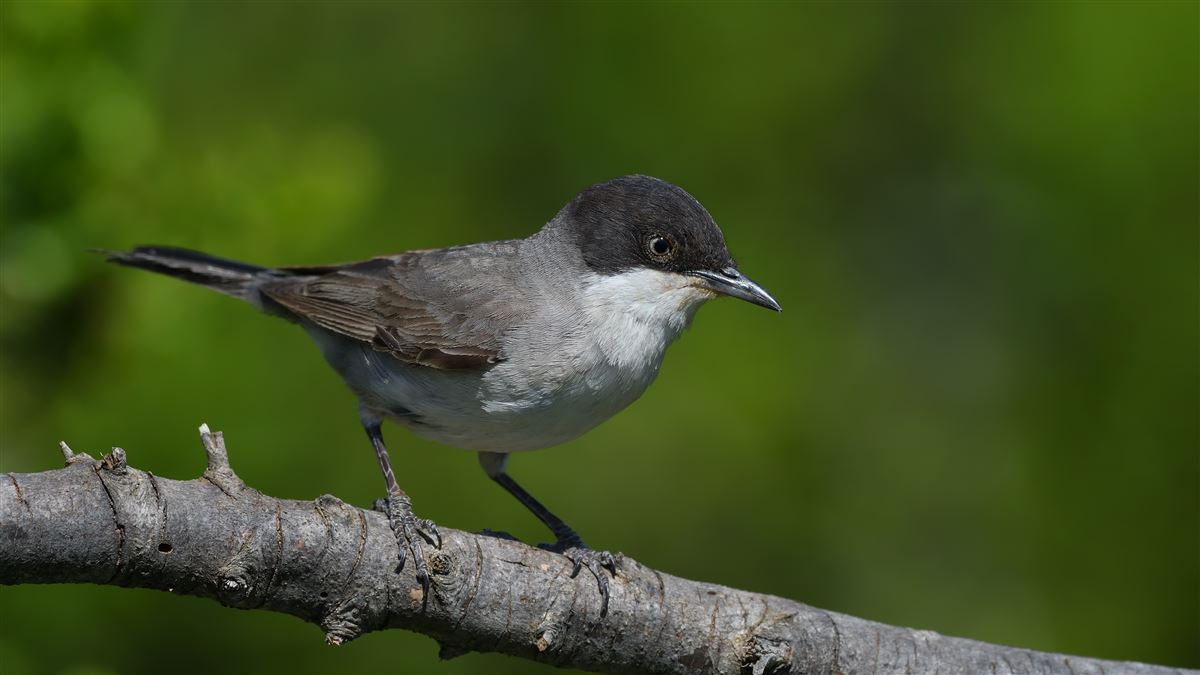 Eastern Orphean Warbler
