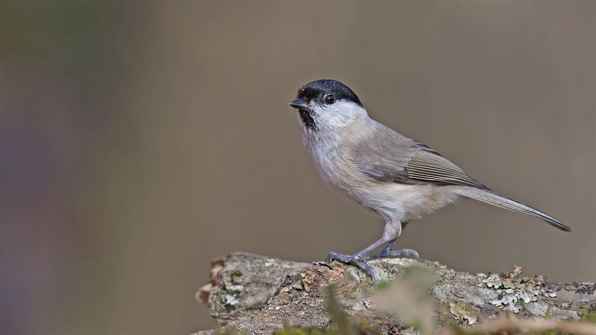 Marsh Tit