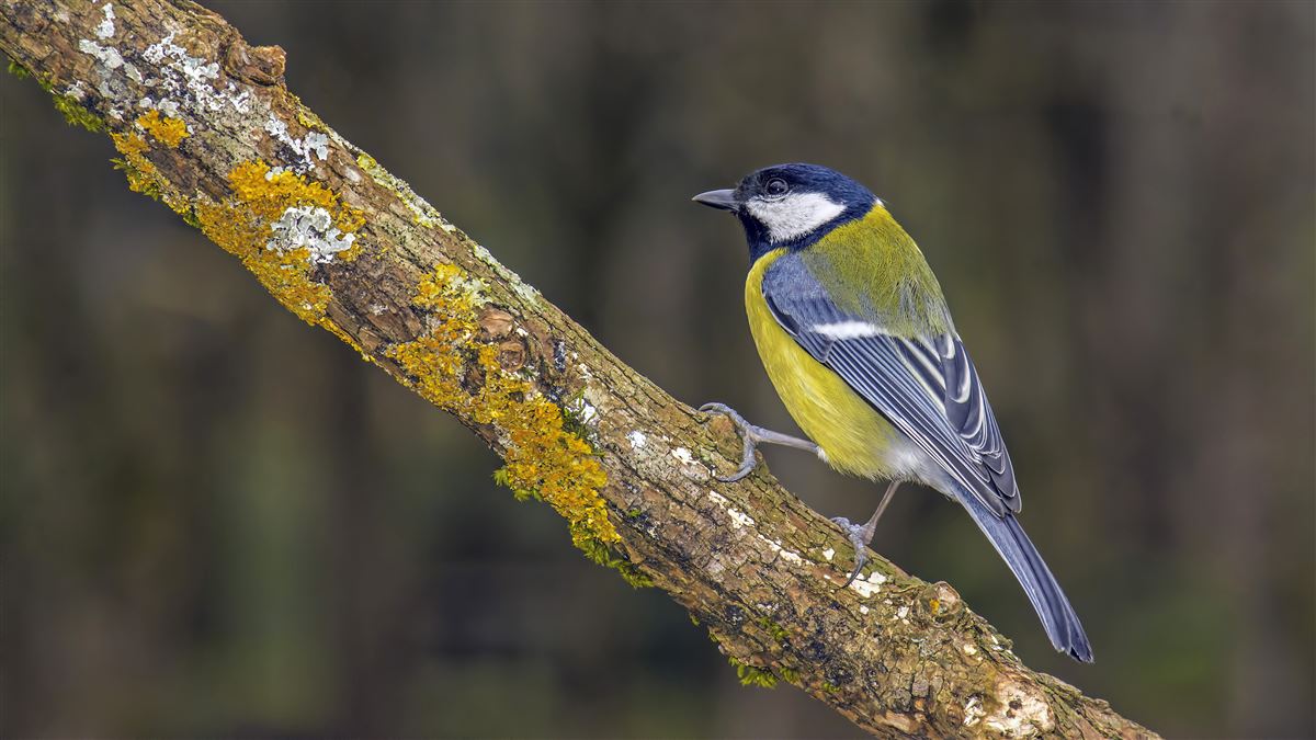 Great Tit