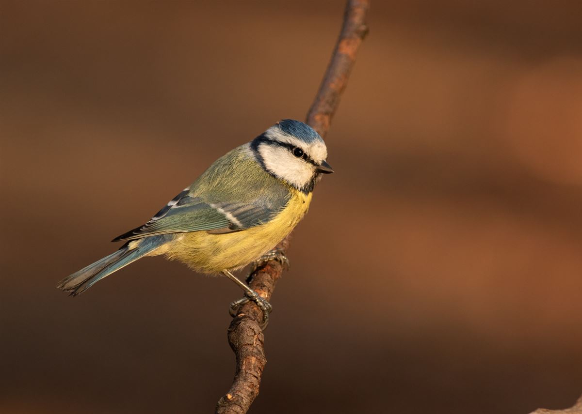 Eurasian Blue Tit