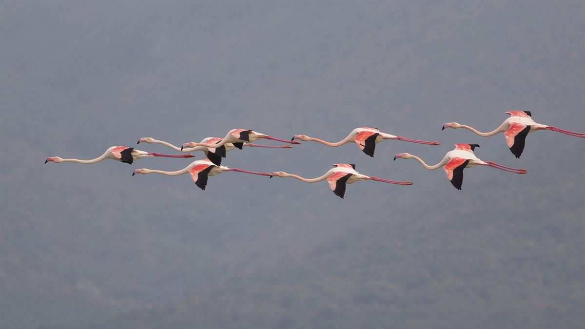 Greater Flamingo