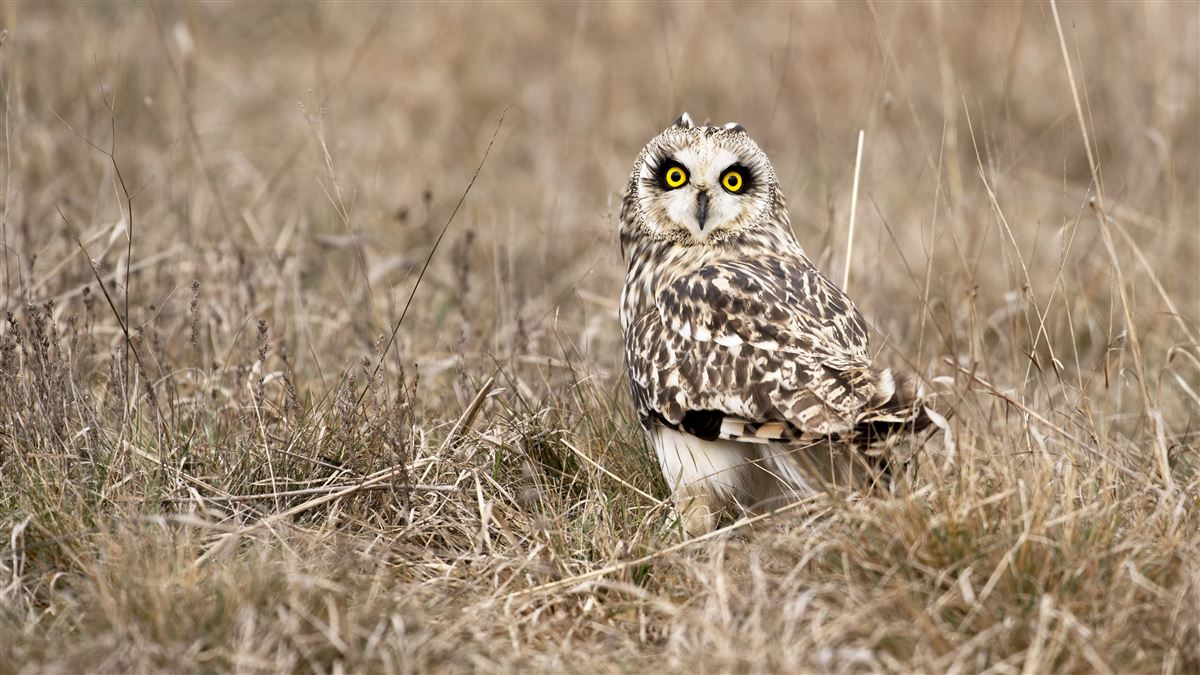 Short-eared Owl
