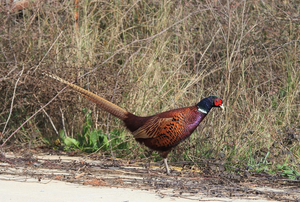 Common Pheasant
